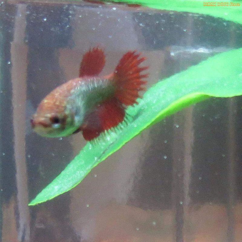 K1AE Plant Fish Bed for Fish T - Aquarium Fish Beautiful 评论和价格