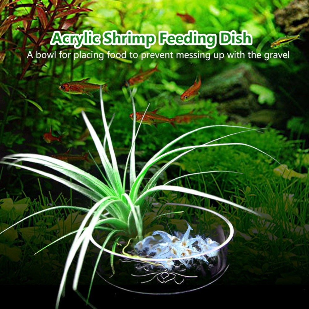 Acrylic Shrimp Feeding Dish Tr - Aquarium Fish Beautiful 评论和价格