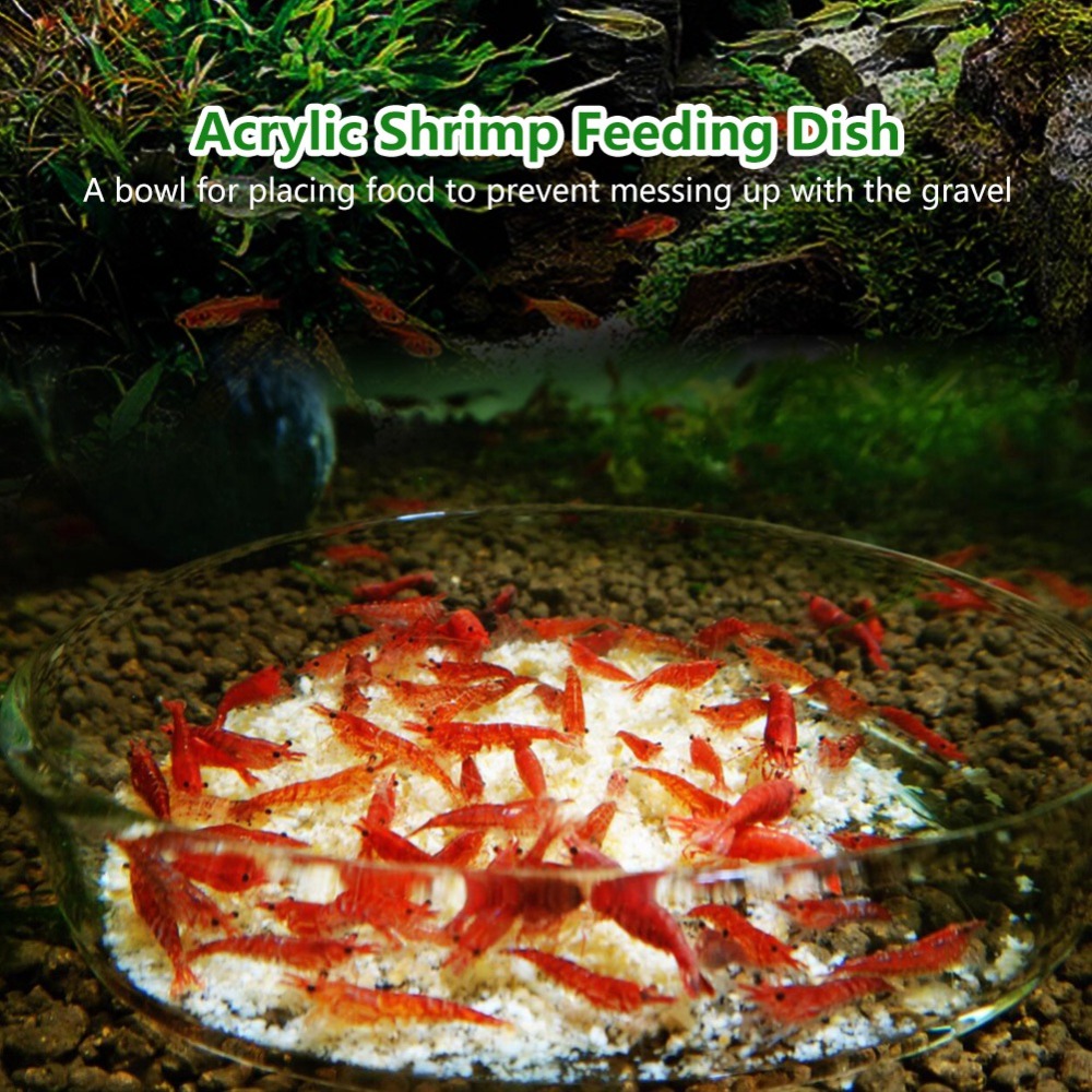 Acrylic Shrimp Feeding Dish Tr - Aquarium Fish Beautiful 评论和价格