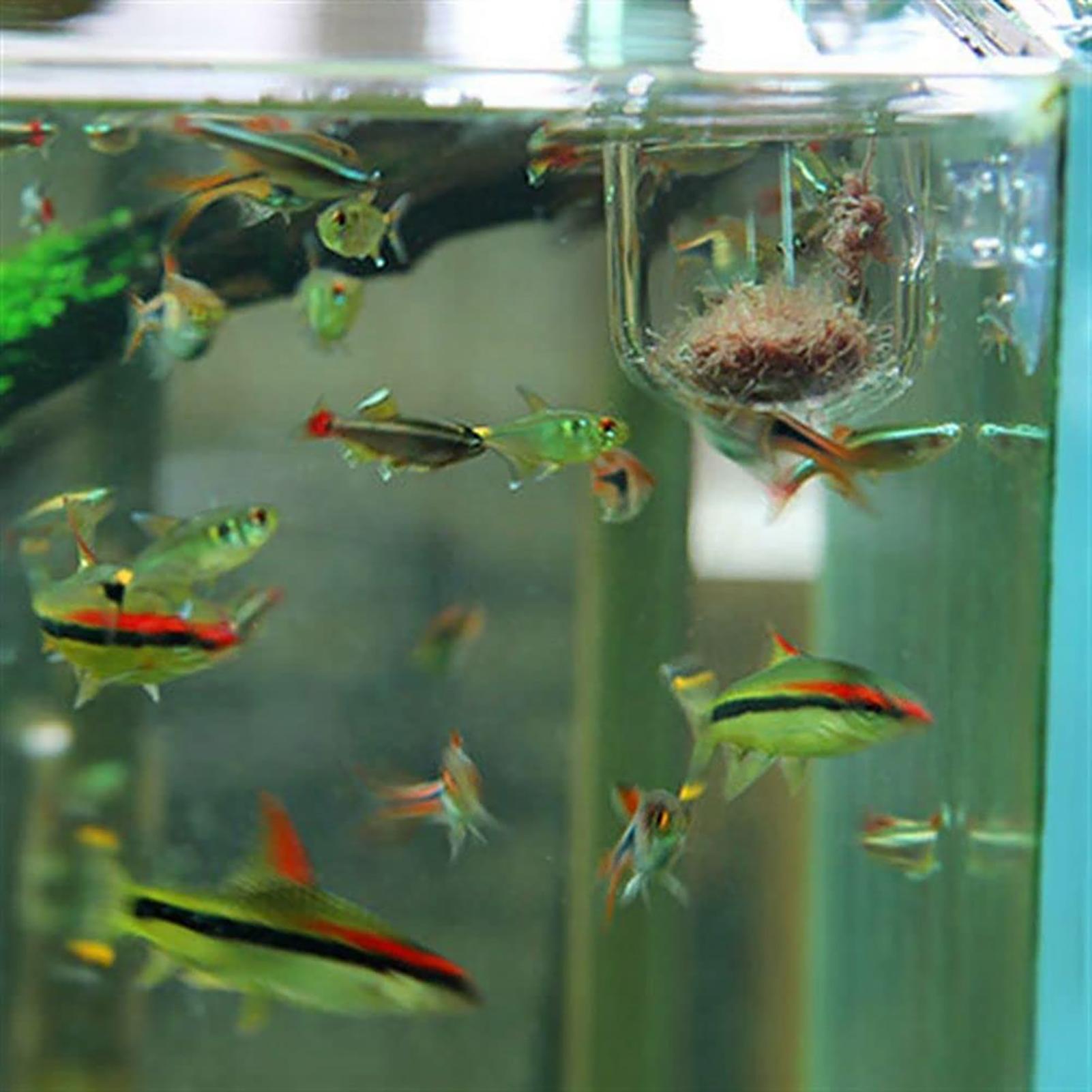 Plant Holder for Fish Tank Cle - Aquarium Fish Beautiful 评论和价格