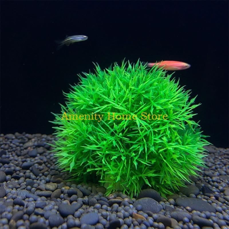 F26C Aquatic Plants Marimo for - Aquarium Fish Beautiful 评论和价格